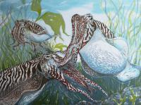 The cunning cuttlefish    by Louise Scammell